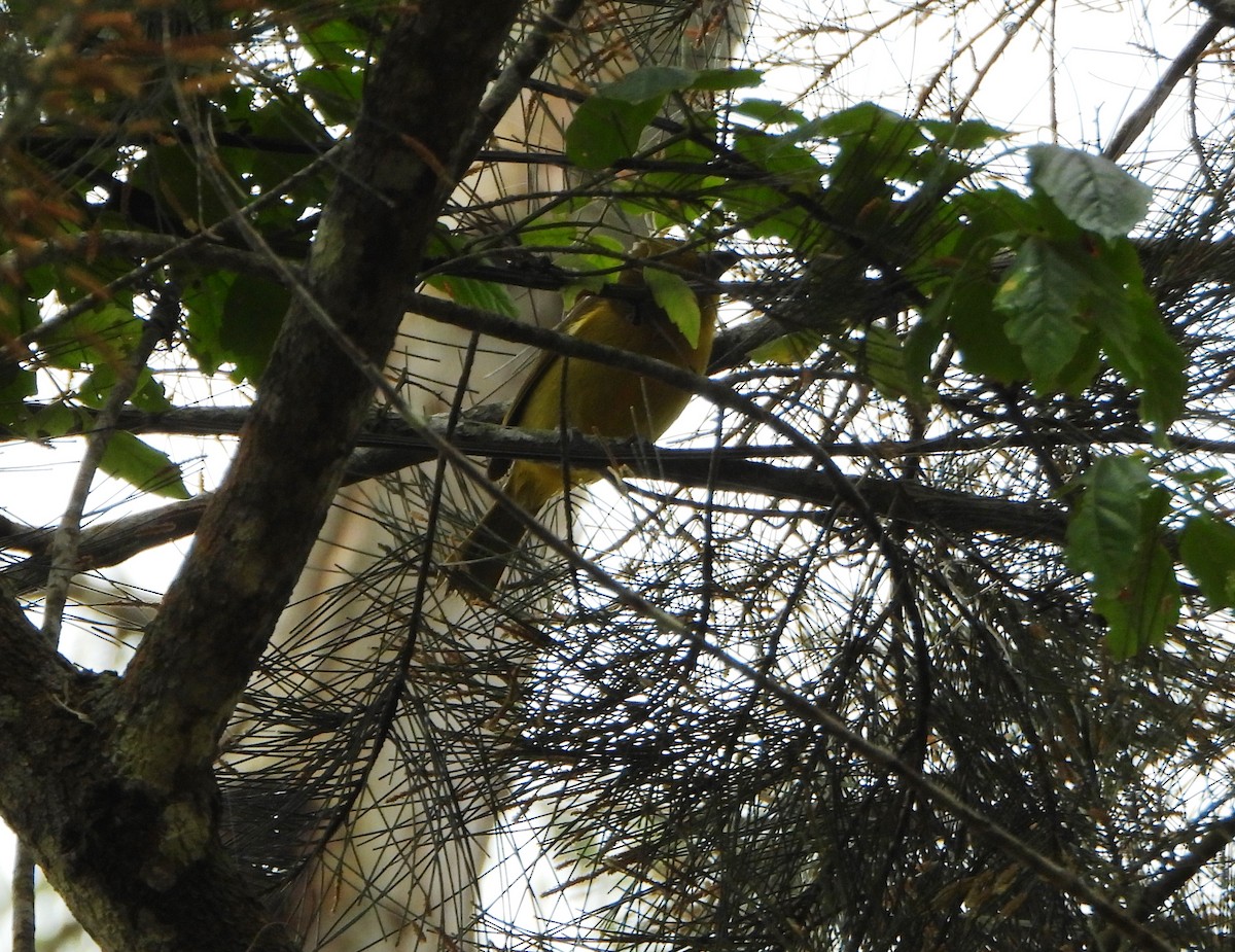 Summer Tanager - ML647781020