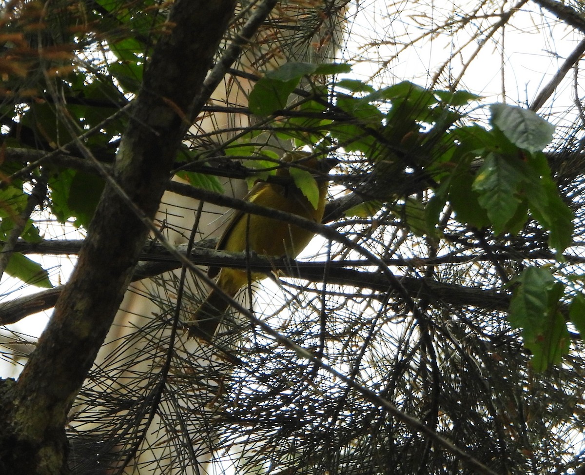 Summer Tanager - ML647781021