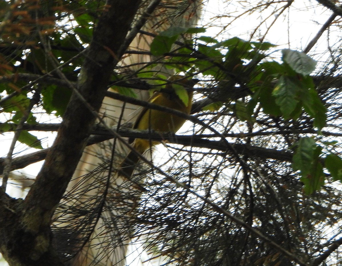 Summer Tanager - ML647781022