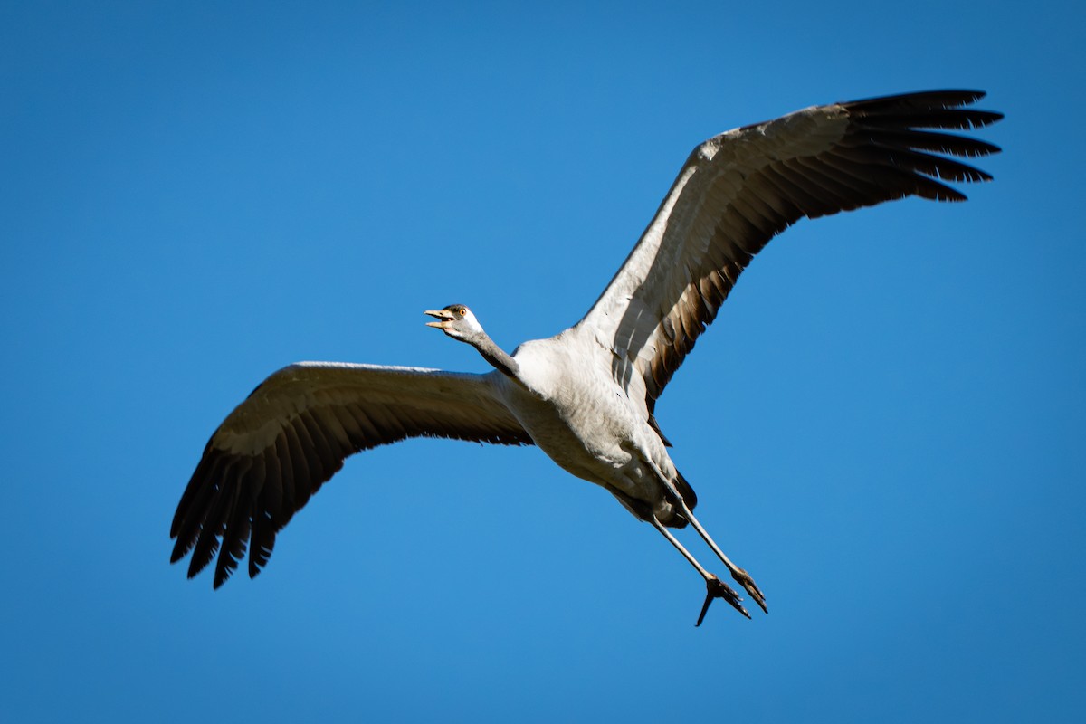 Common Crane - ML647781023