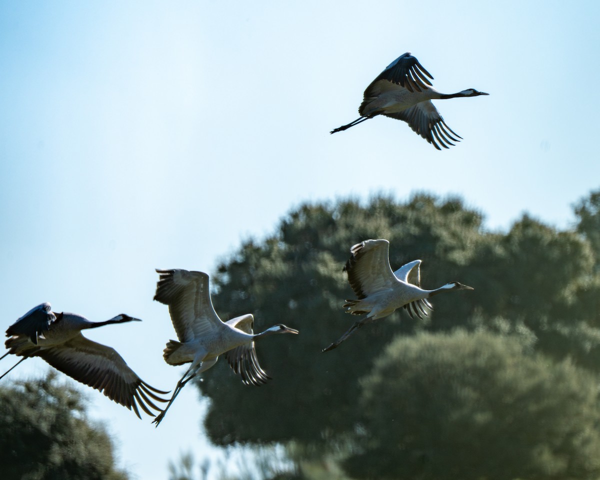 Common Crane - ML647781024