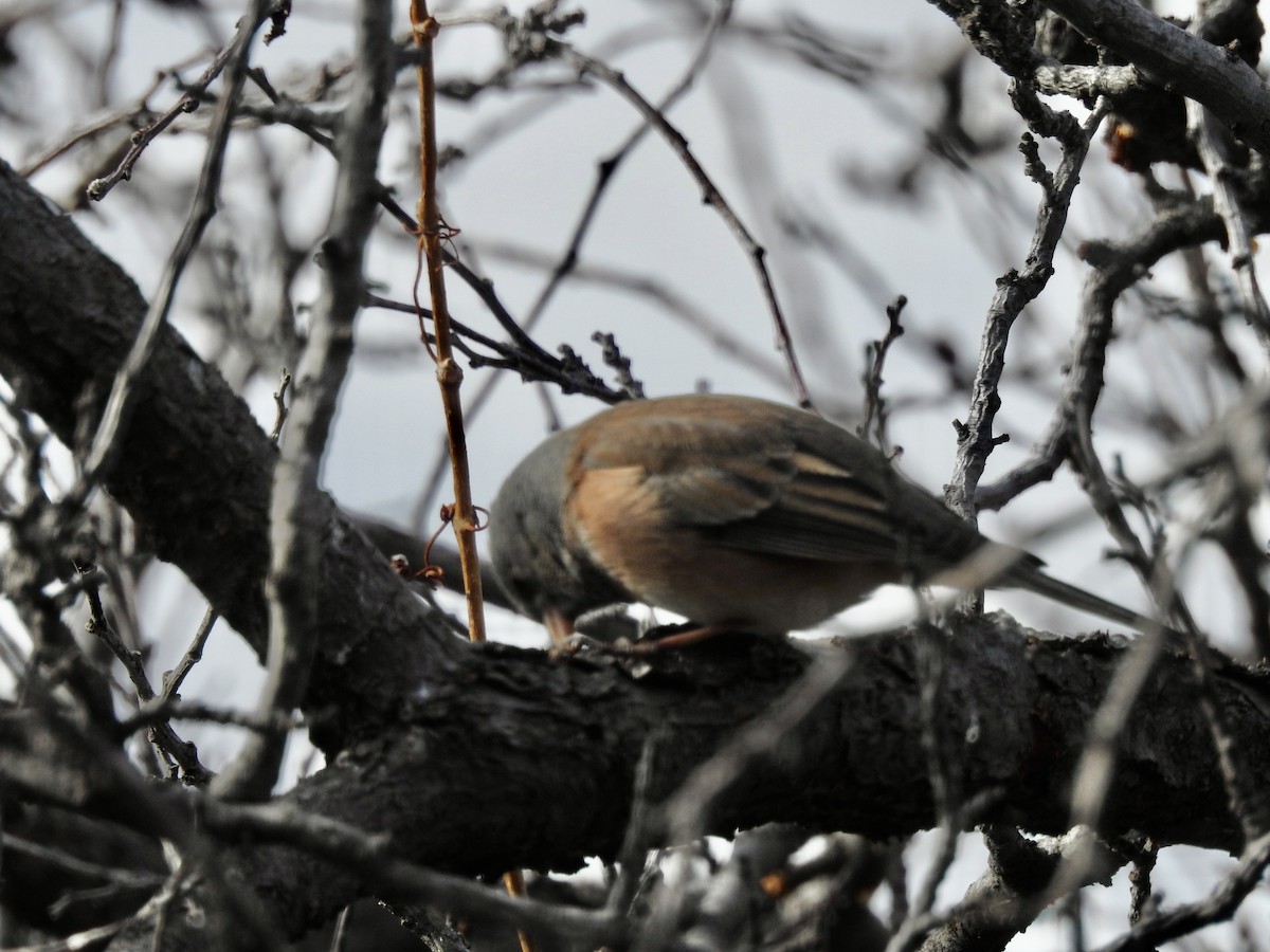Dark-eyed Junco (Pink-sided) - ML647781025