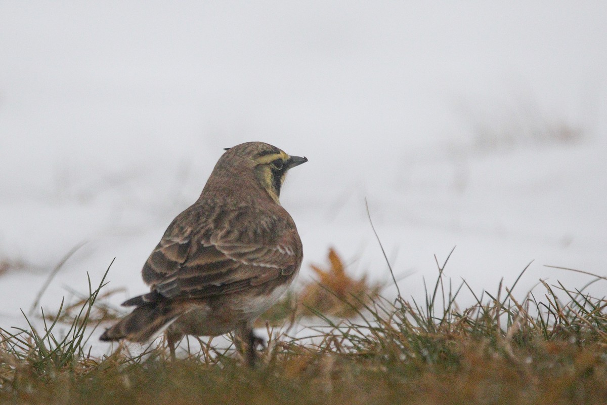 Horned Lark - ML647781026