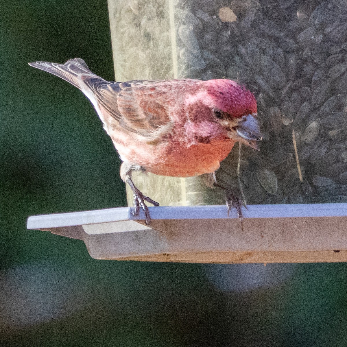 Purple Finch - ML647781027