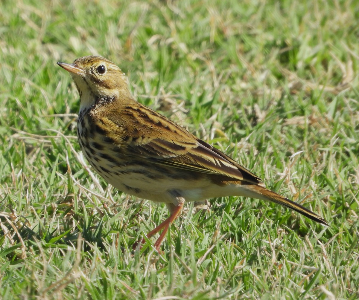 Meadow Pipit - ML647781039