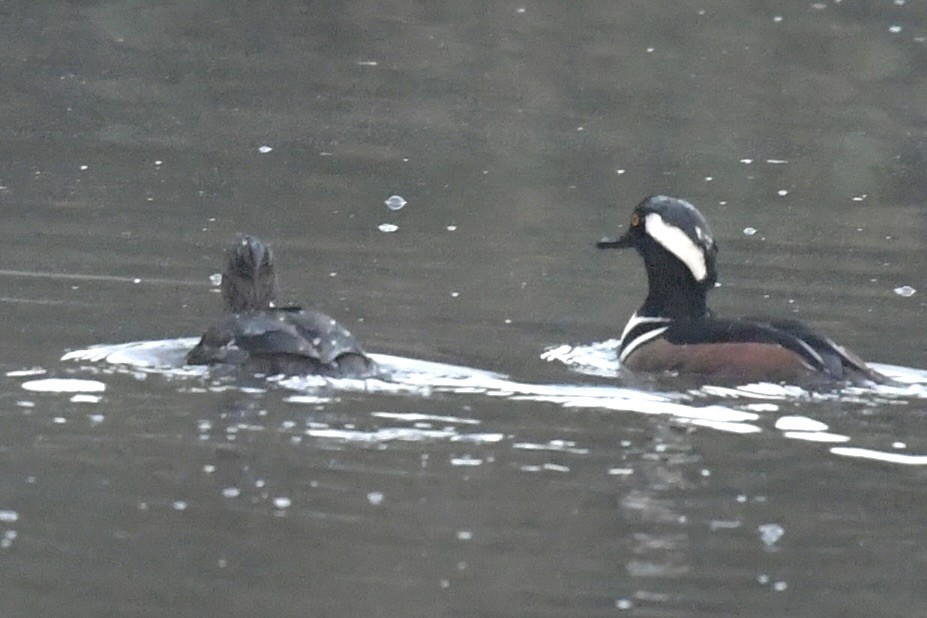 Hooded Merganser - ML647781041