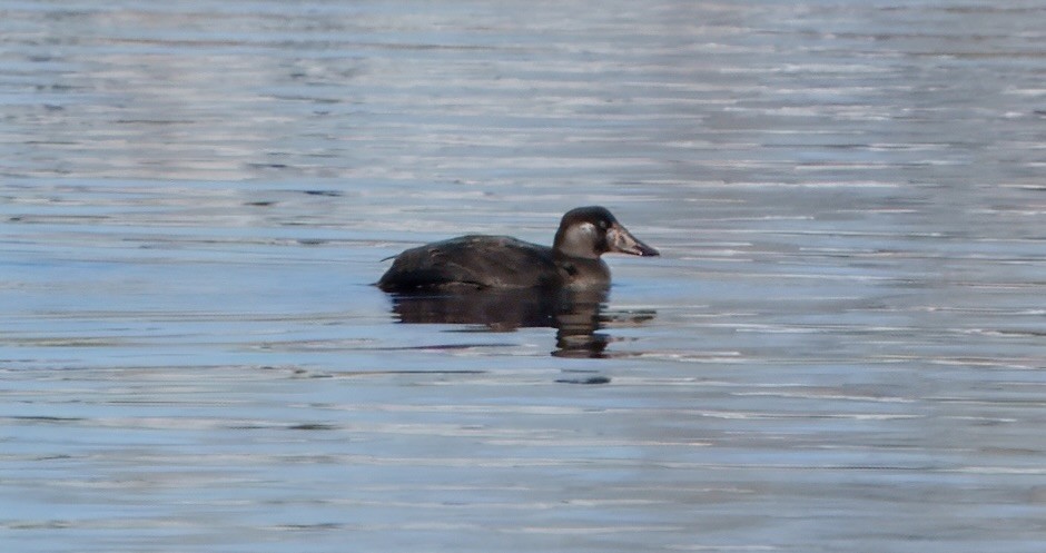 Surf Scoter - ML647781042