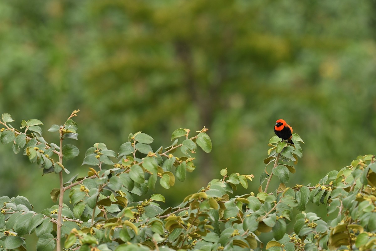 Black-winged Bishop - ML647781043