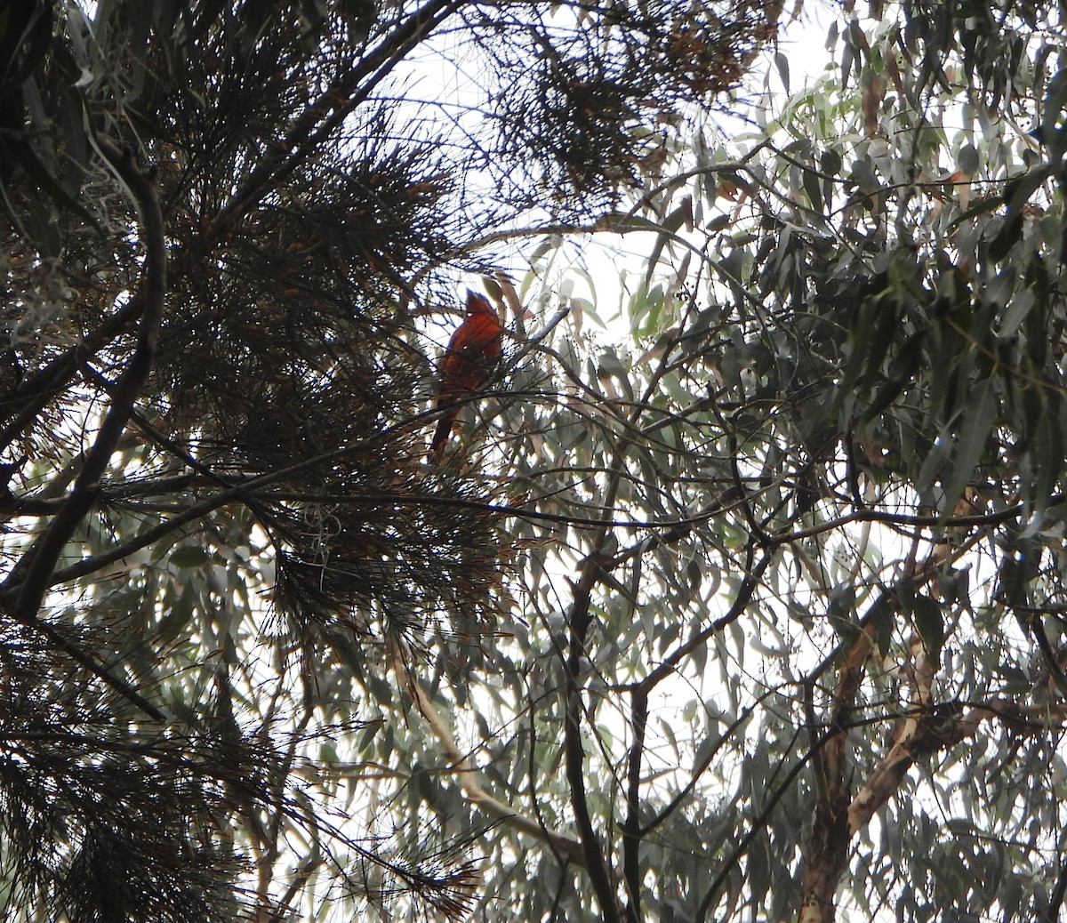 Hepatic Tanager - ML647781044