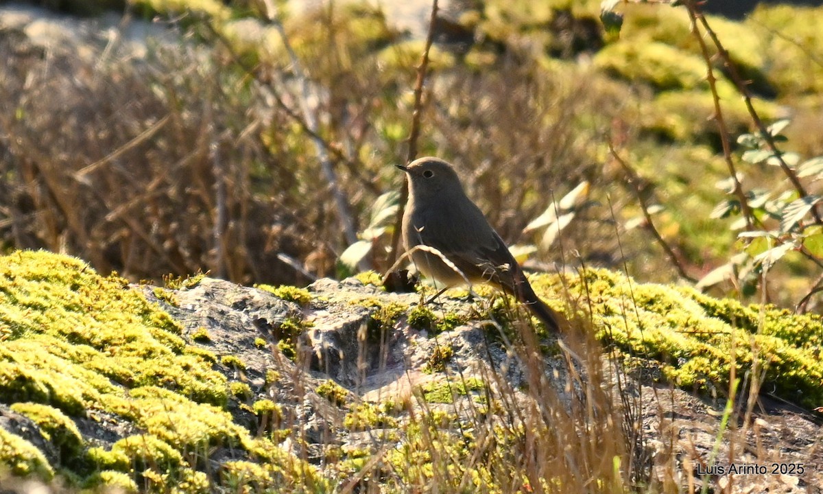 Black Redstart - ML647781046