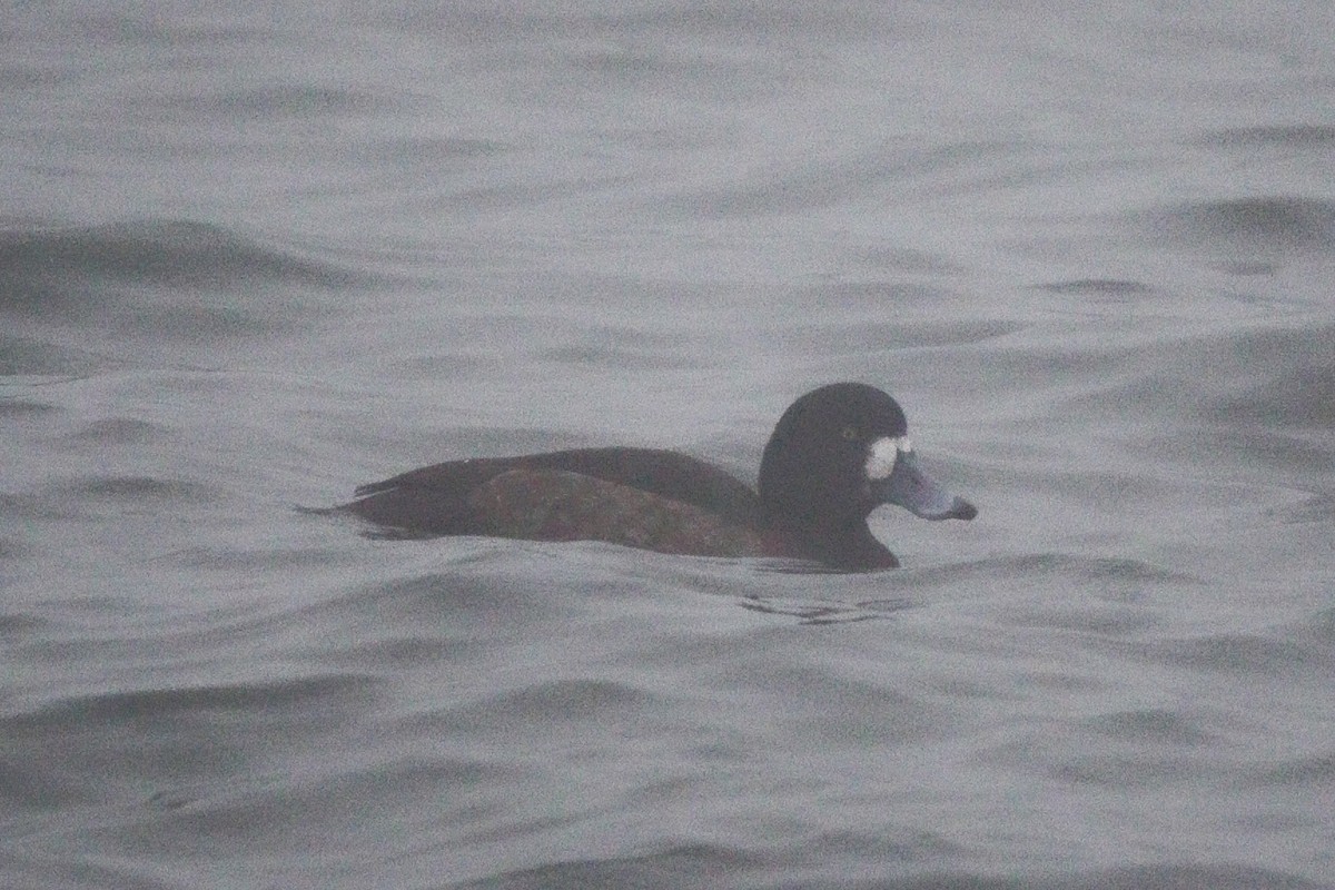 Морская чернеть - ML647781071