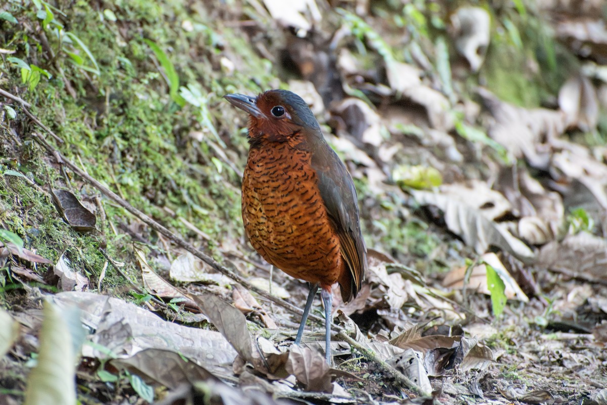 kjempemaurpitta - ML647781105