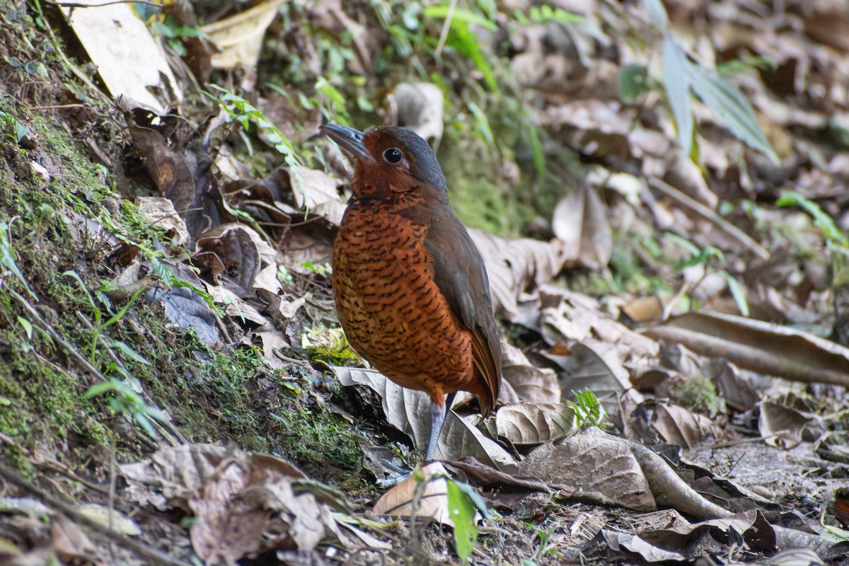 kjempemaurpitta - ML647781106