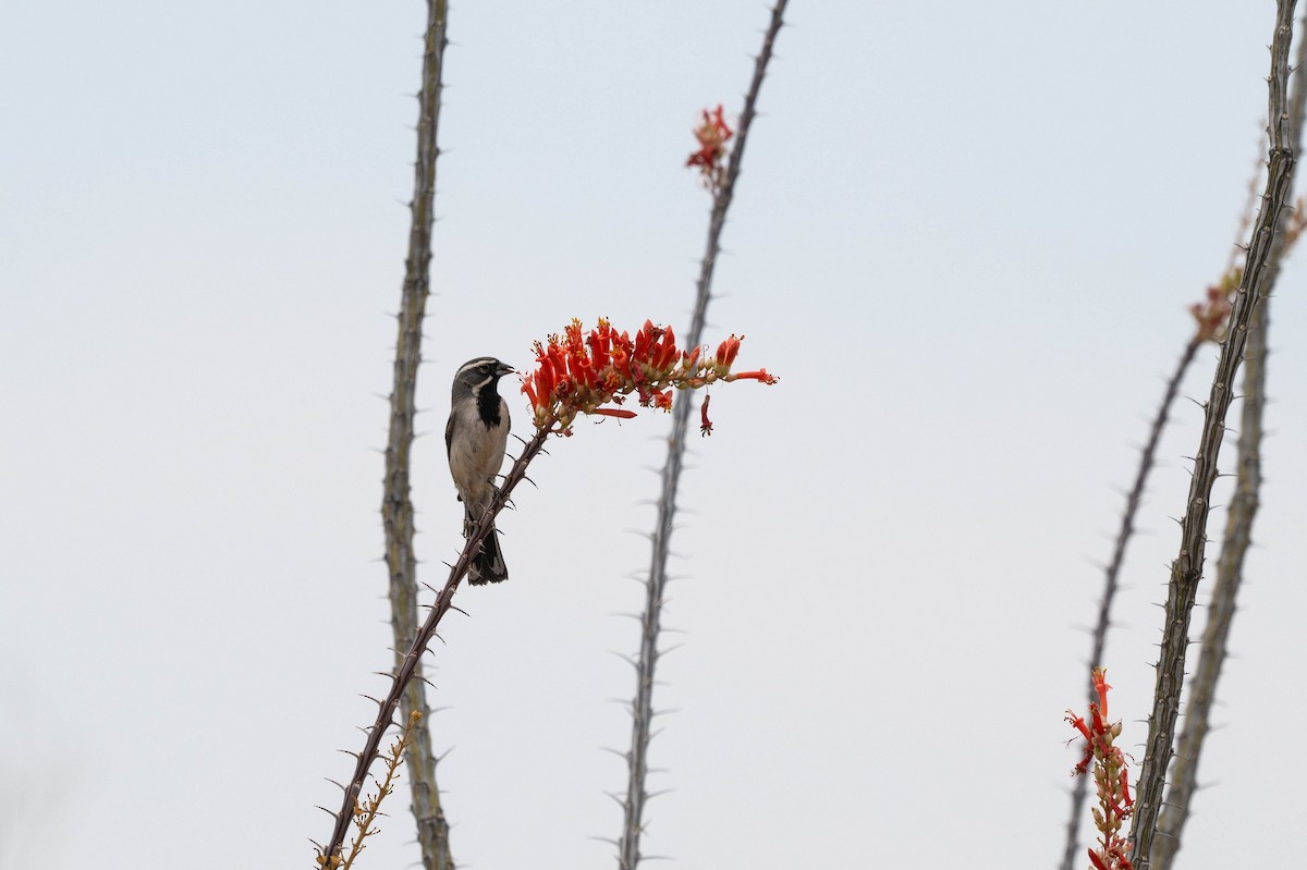 ノドグロヒメドリ - ML647781111