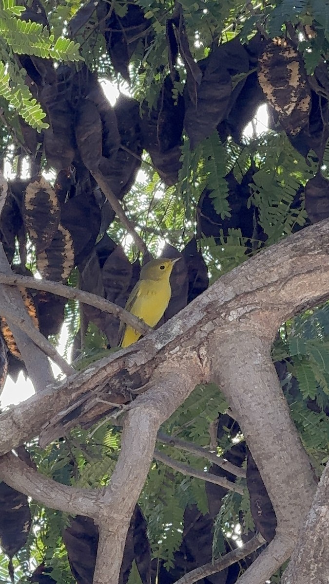 Northern Yellow Warbler - ML647781131