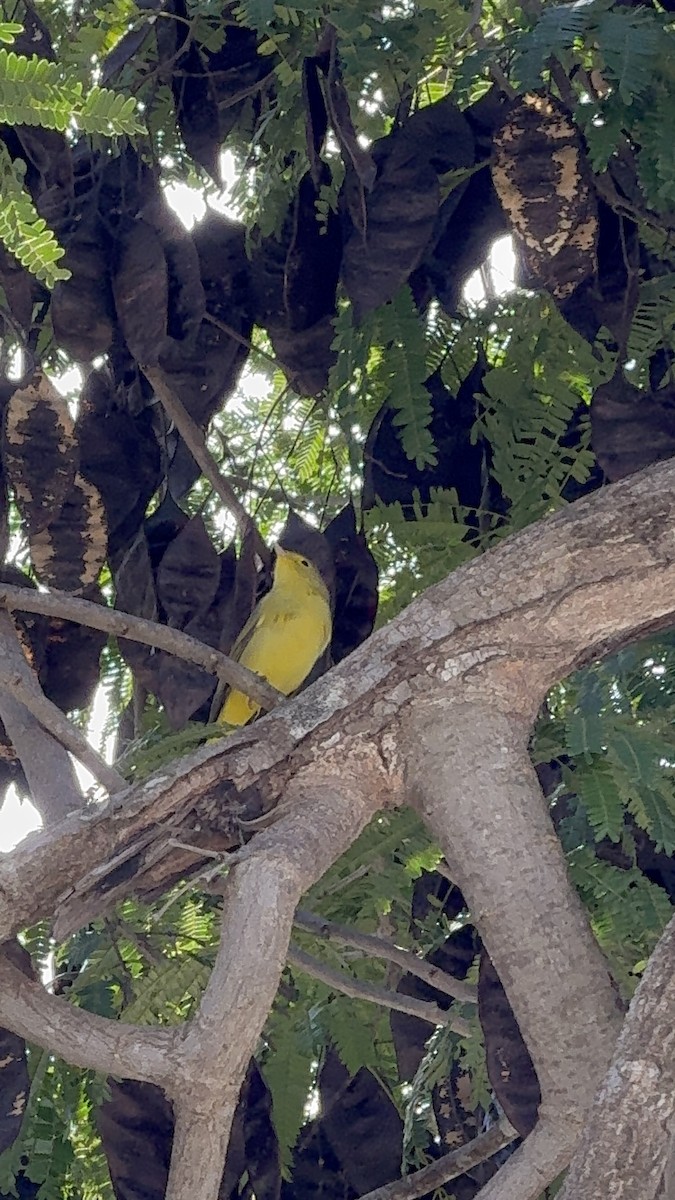 Northern Yellow Warbler - ML647781132