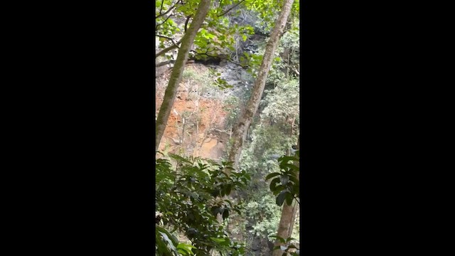 White-tailed Tropicbird - ML647781147