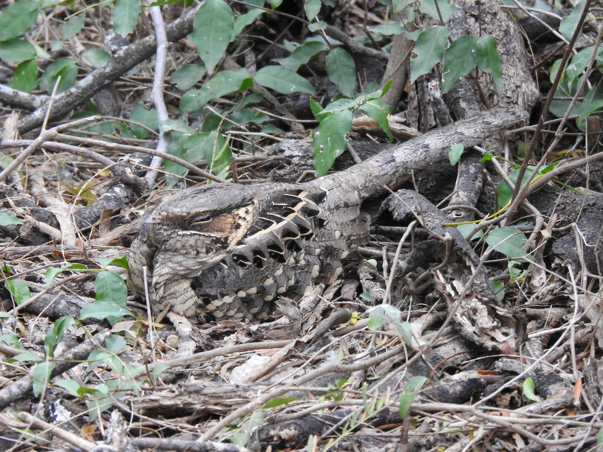 pauraquenattravn - ML647781246