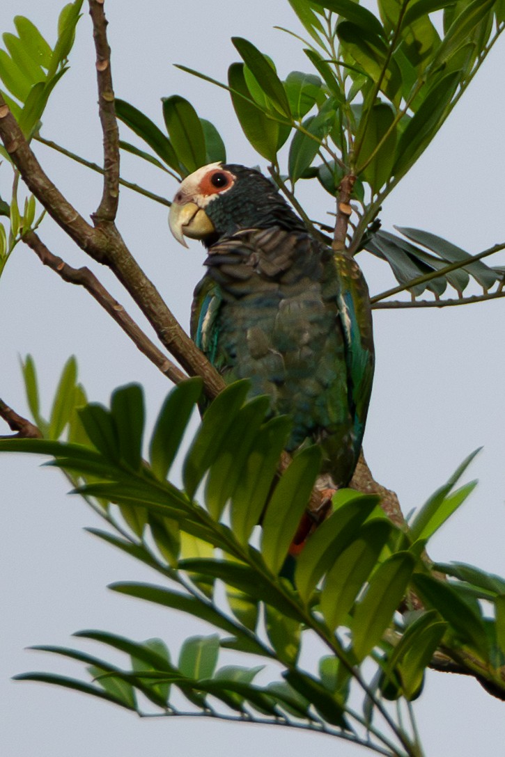 White-crowned Parrot - ML647781290