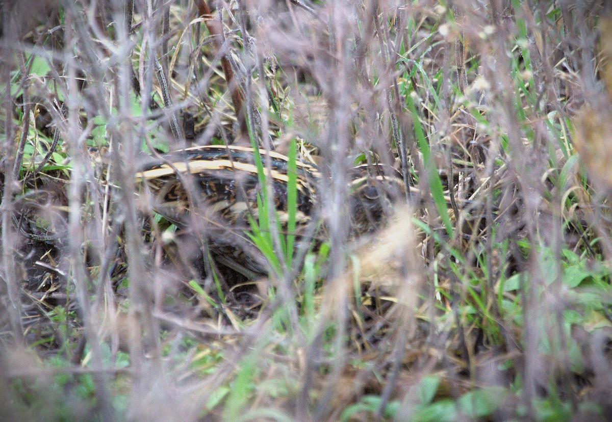 Jack Snipe - ML647781292