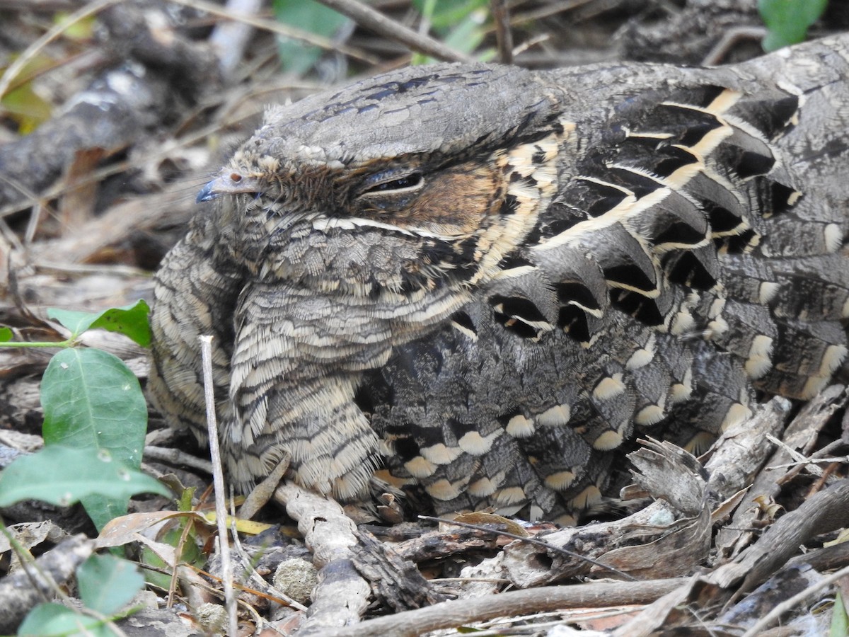 pauraquenattravn - ML647781293