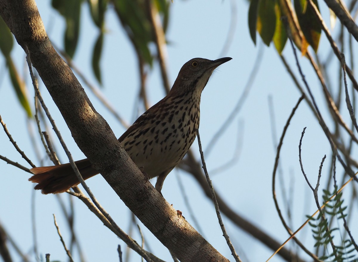 Brown Thrasher - ML647781296