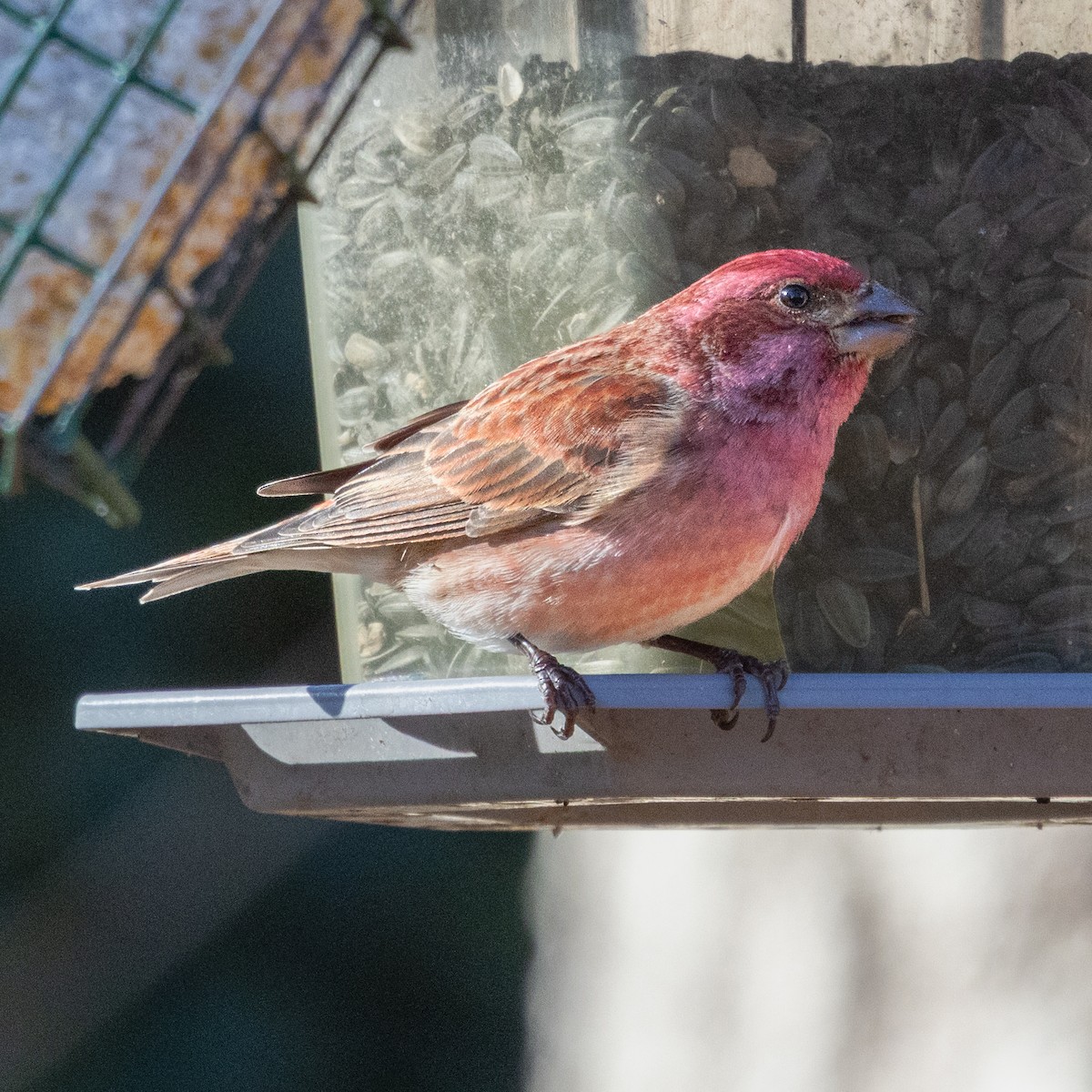Чечевиця кармінова - ML647781303