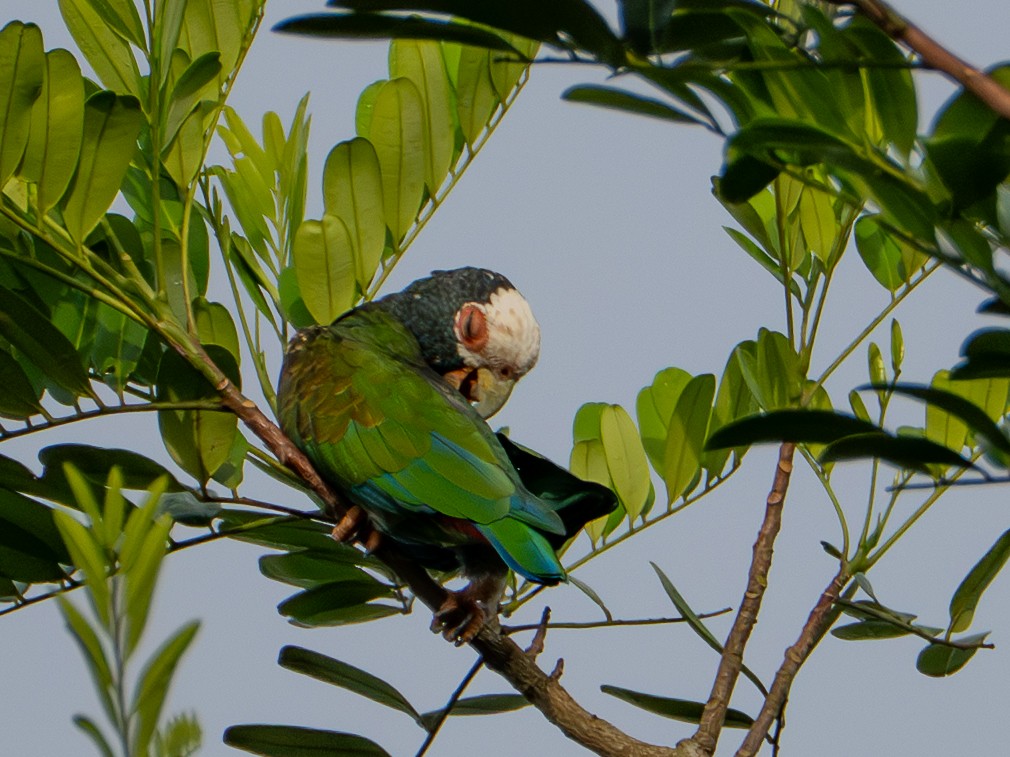 White-crowned Parrot - ML647781329