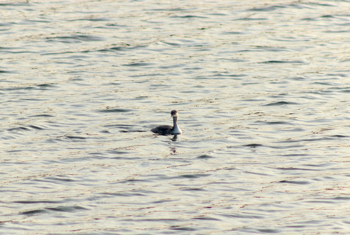 Красношейная поганка - ML647781333