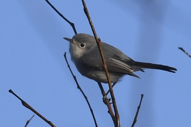Blue-gray Gnatcatcher - ML647781334