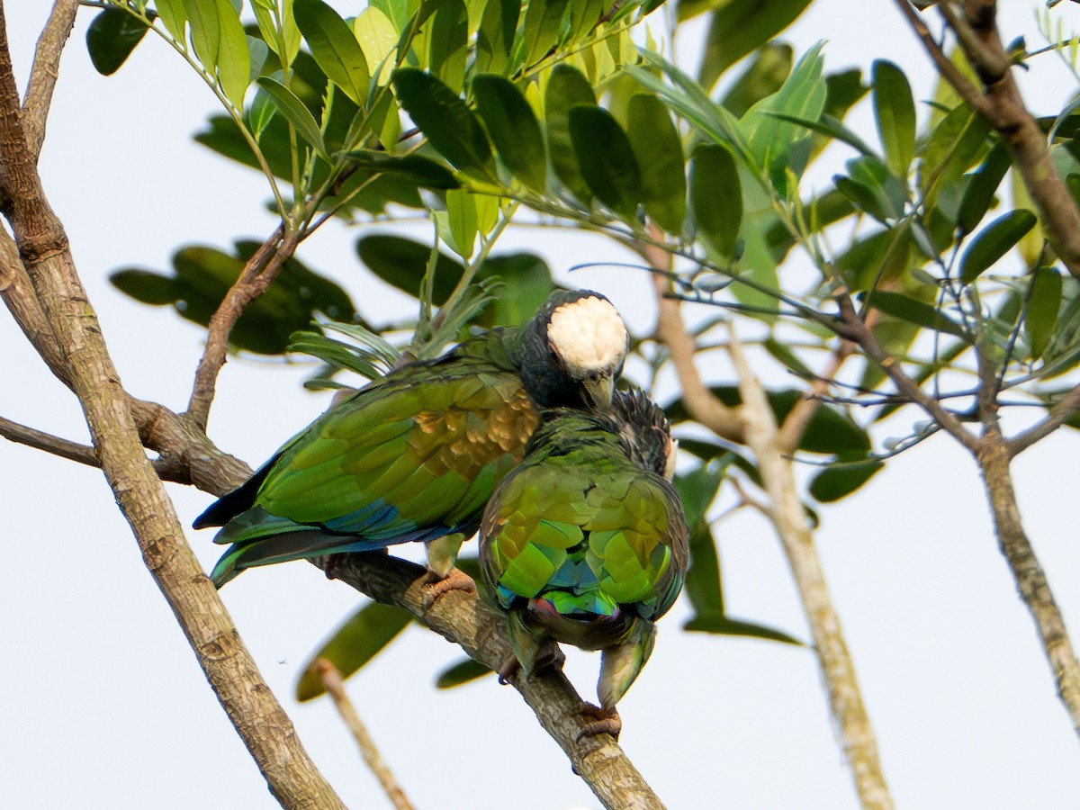 White-crowned Parrot - ML647781343