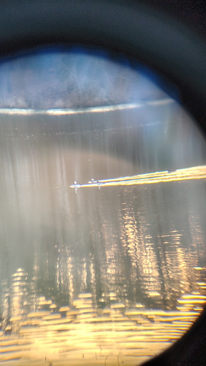 Bufflehead - ML647781351