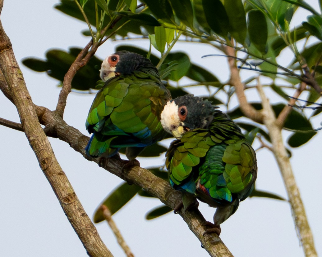 White-crowned Parrot - ML647781354
