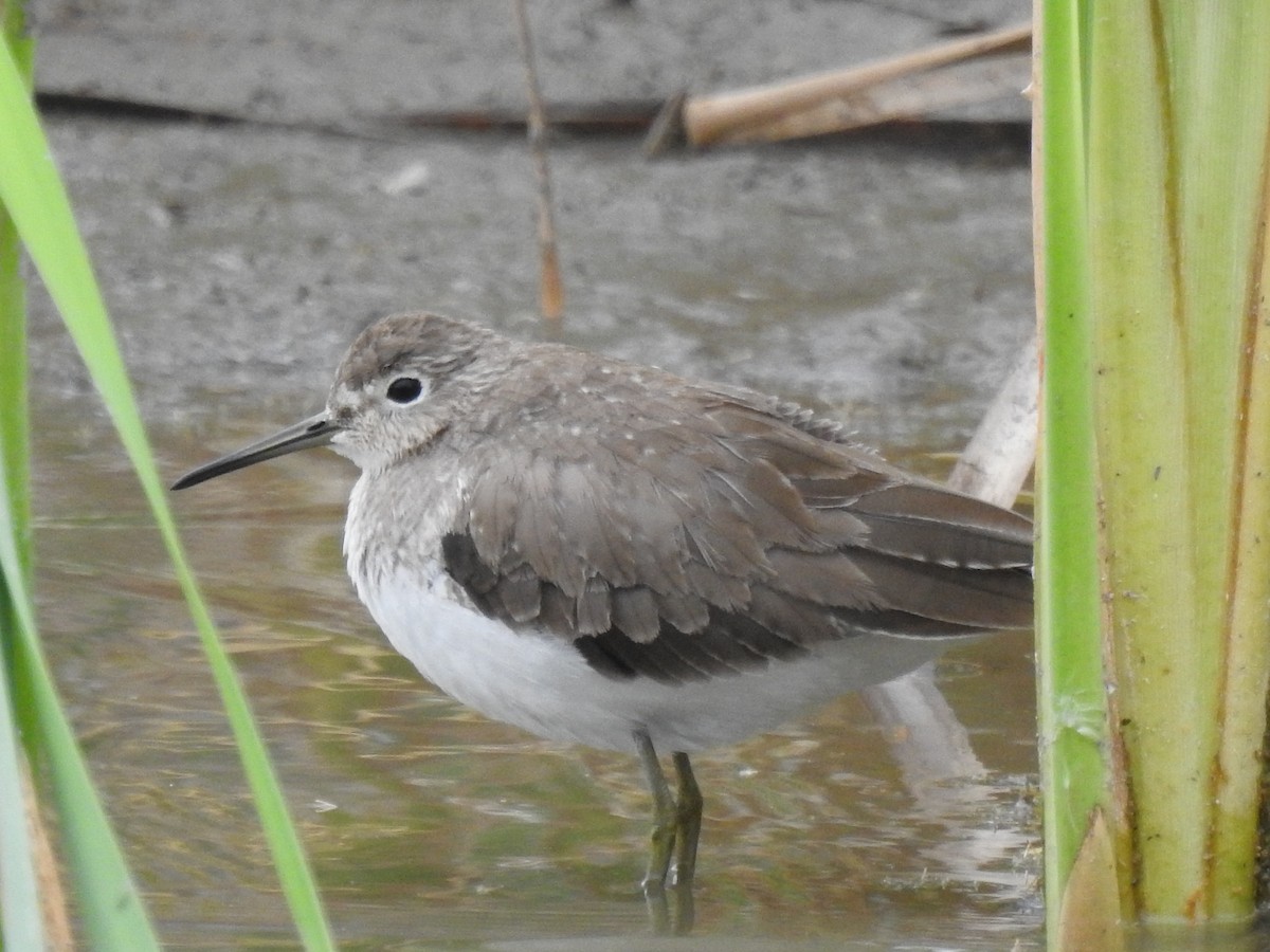 Solitary Sandpiper - ML647781365