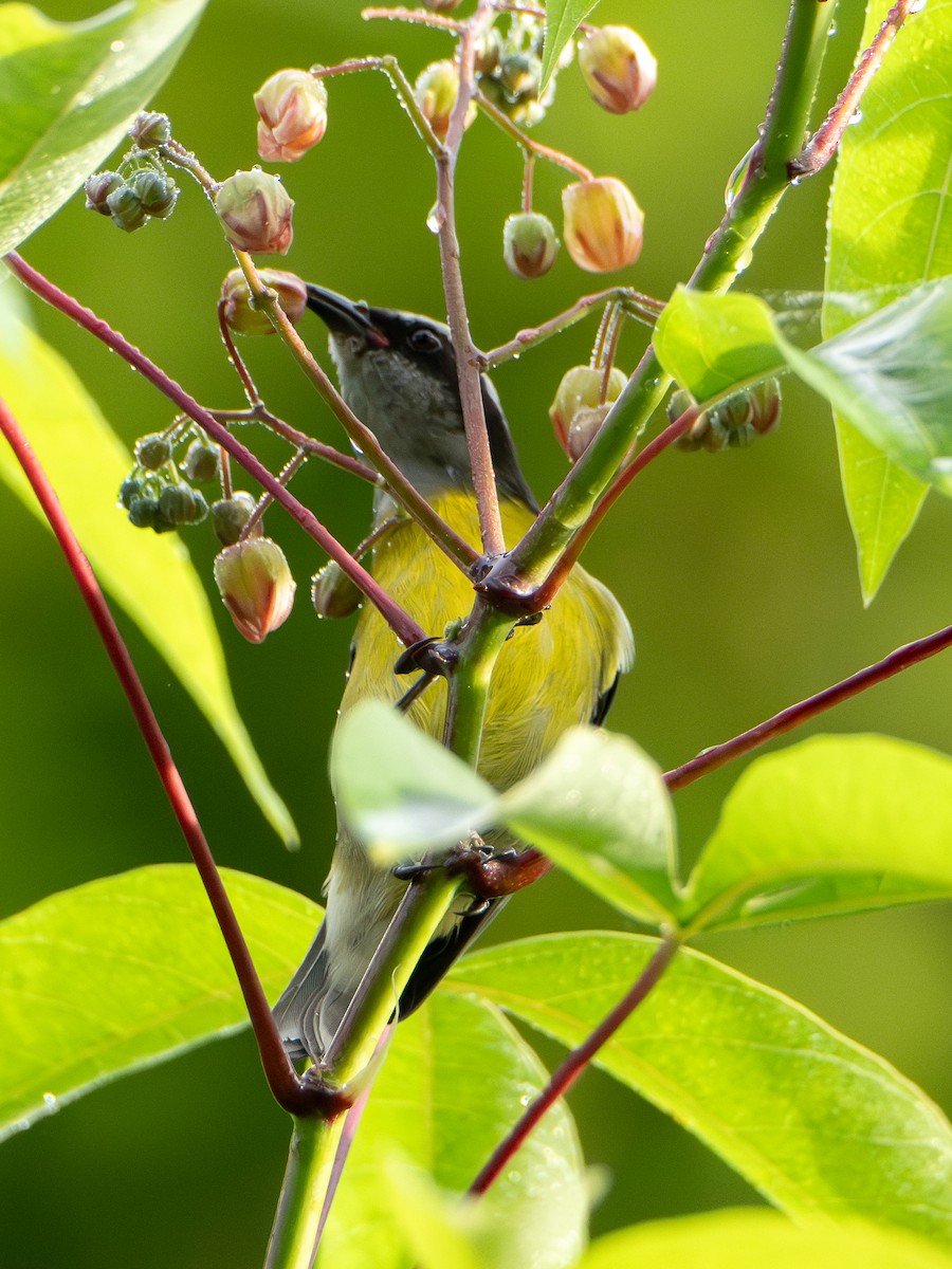Bananaquit - ML647781367