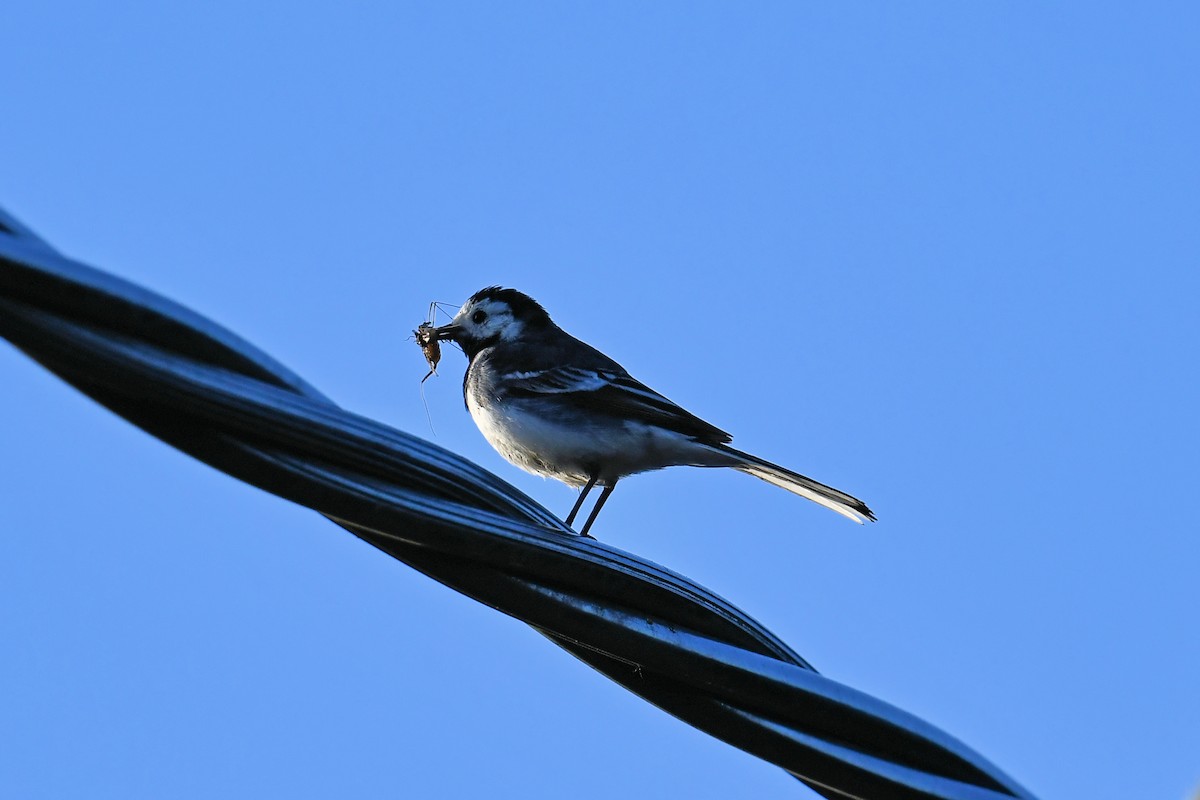 Lavandera Blanca (Enlutada) - ML647781373