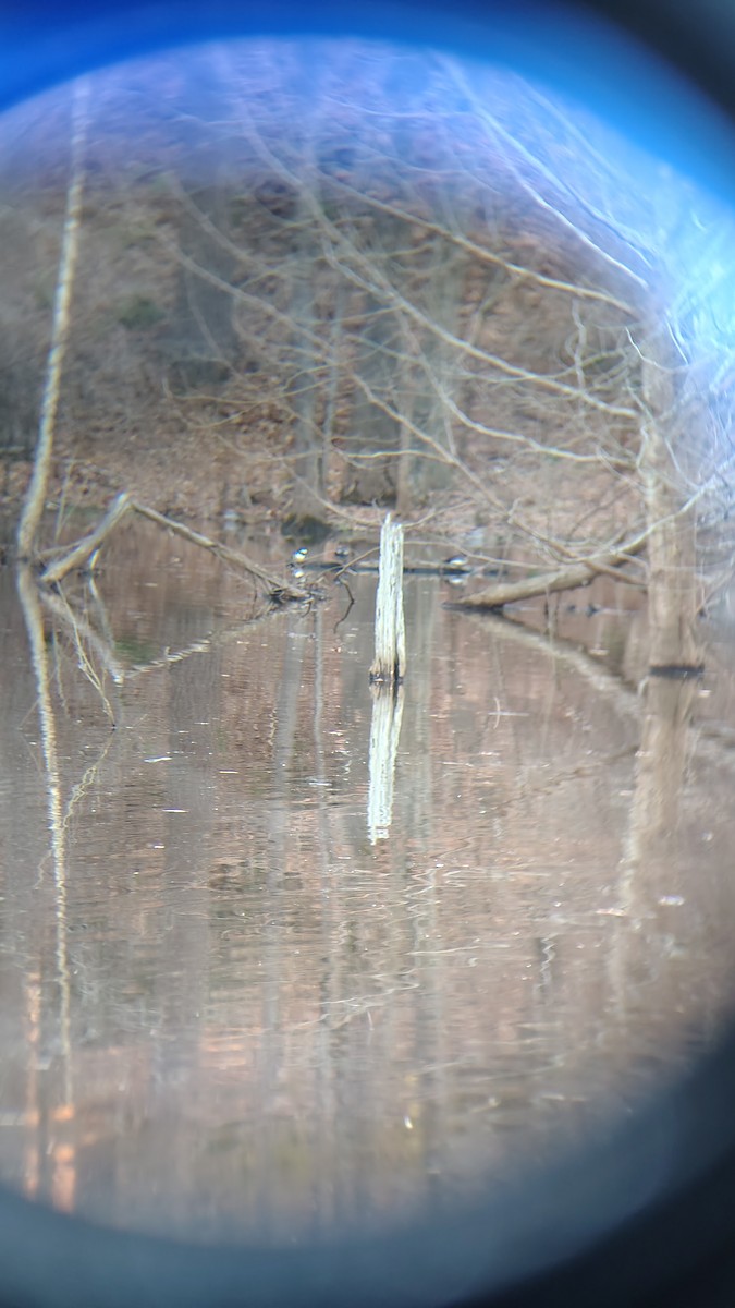 Hooded Merganser - ML647781374