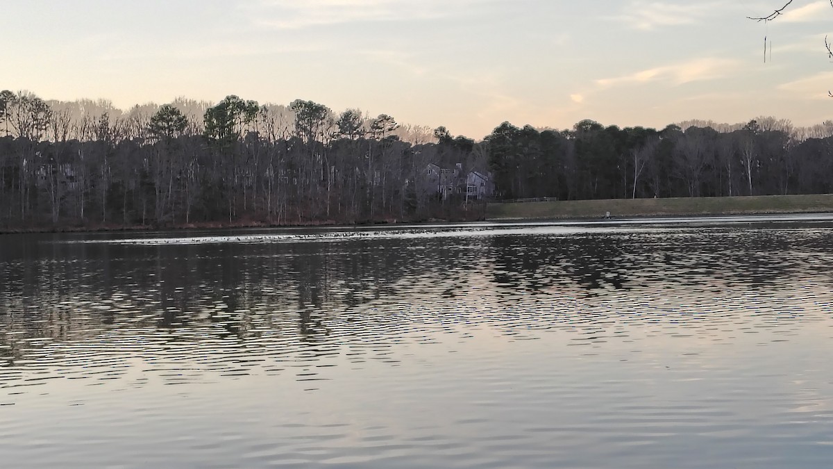 Double-crested Cormorant - ML647781397
