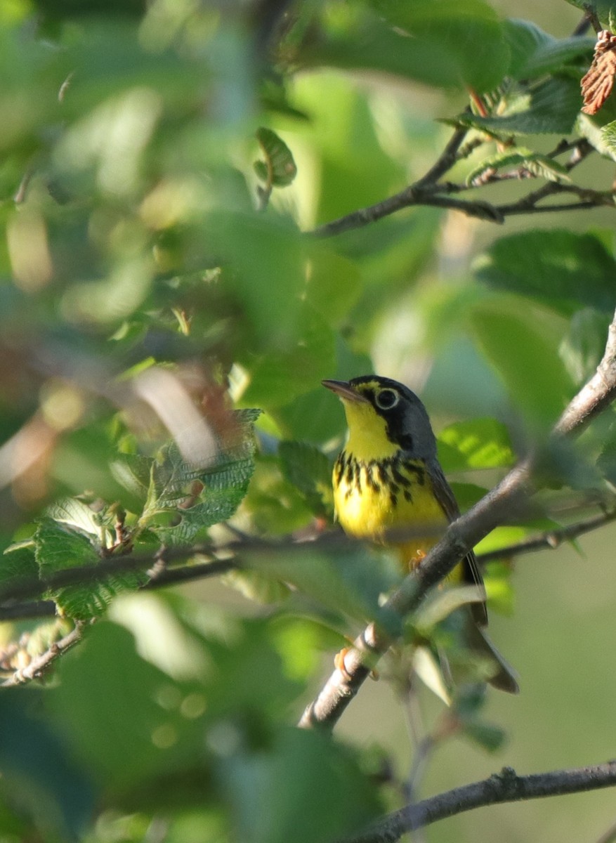 Канадская вильсония - ML647781408