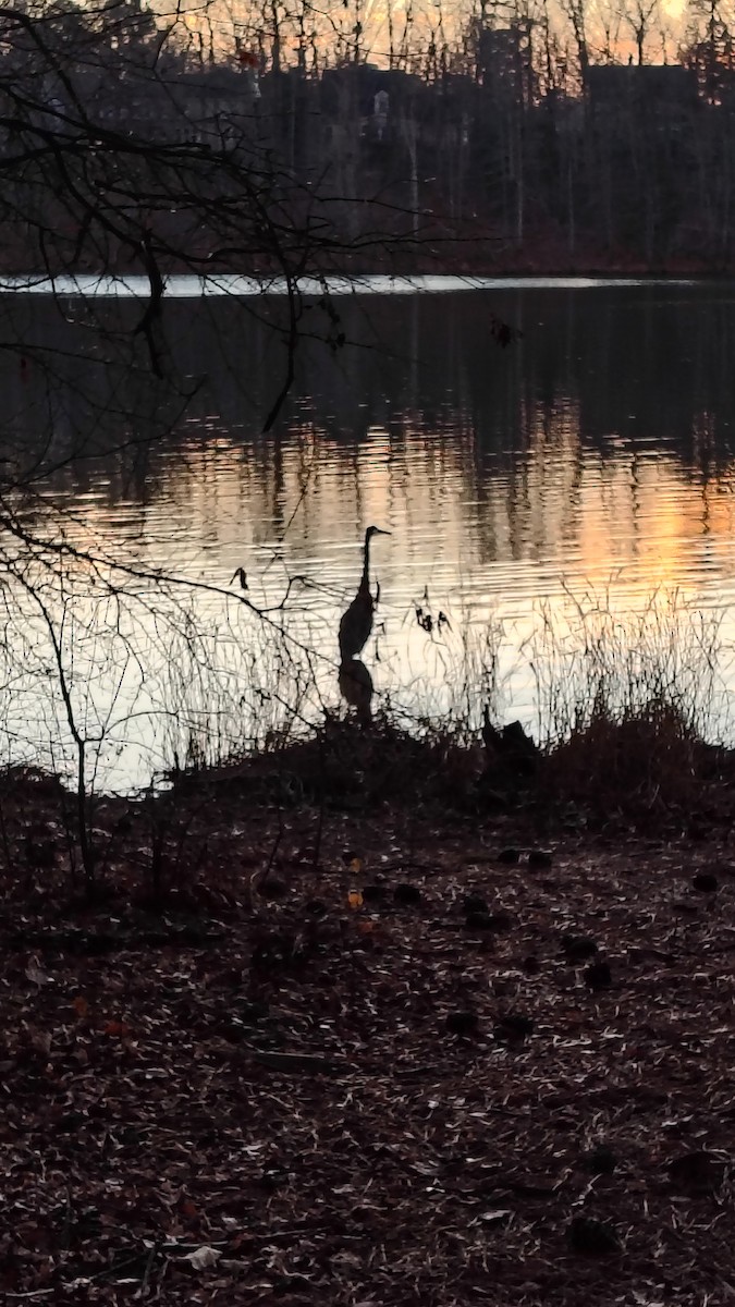 Great Blue Heron (Great Blue) - ML647781409