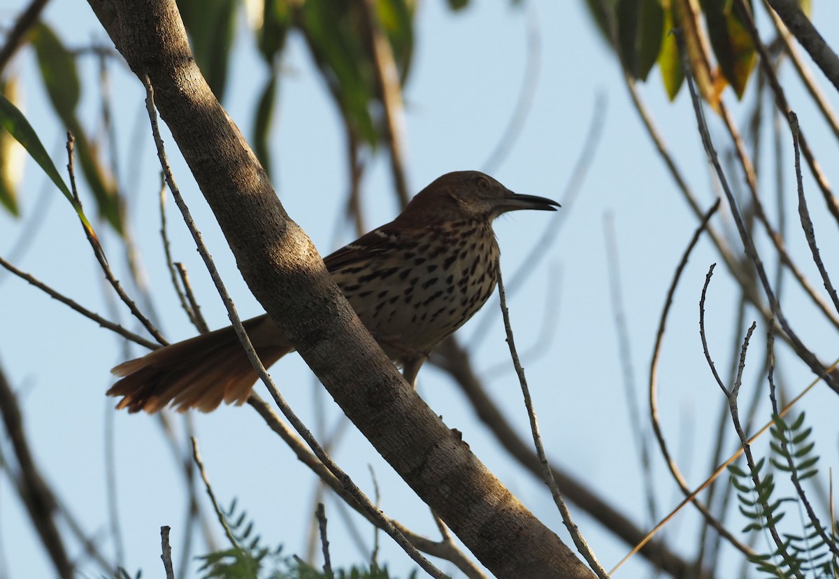 Brown Thrasher - ML647781417
