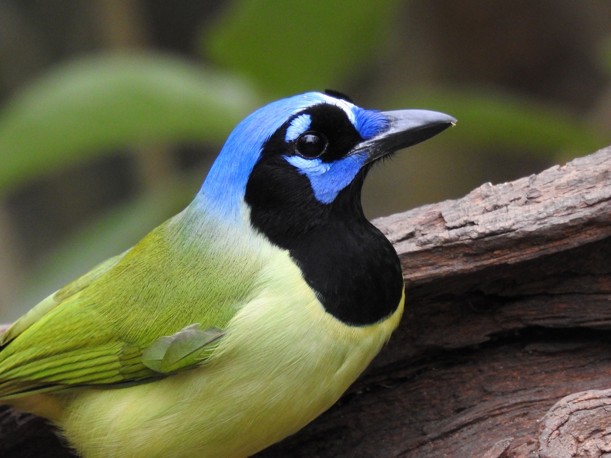 Chara Verde - ML647781439