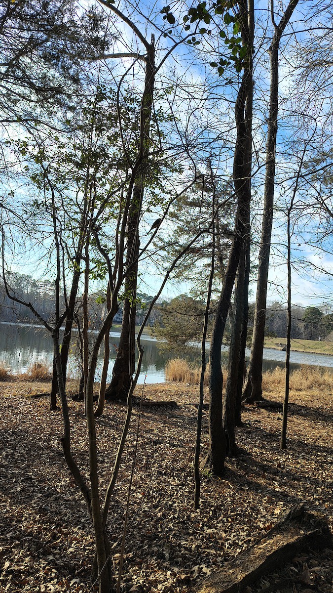 Mosquero Fibí - ML647781443