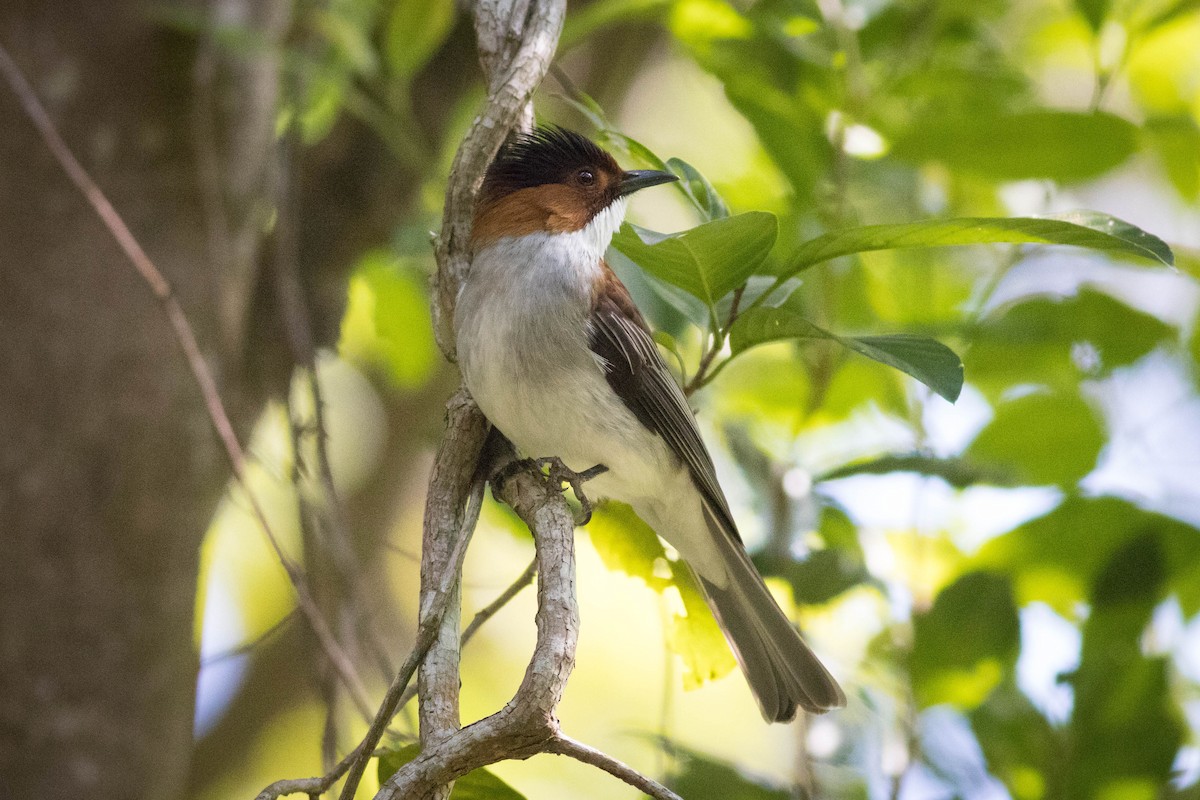 Bulbul Castaño - ML647781444