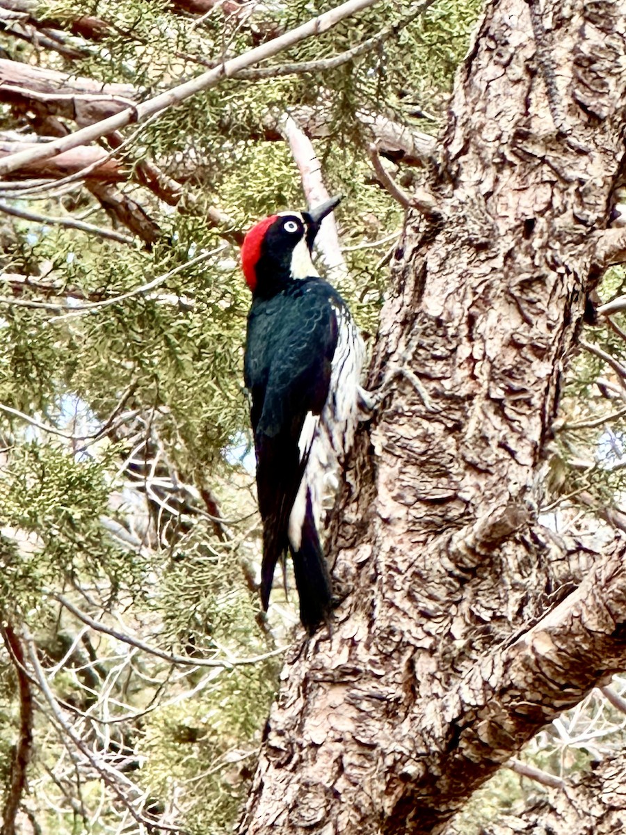 Carpintero Bellotero - ML647781445