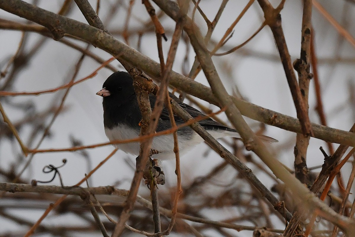 Junco Ojioscuro - ML647781446