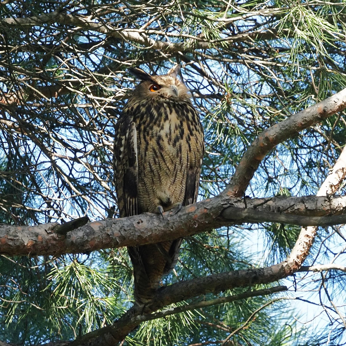 Búho Real - ML647781447