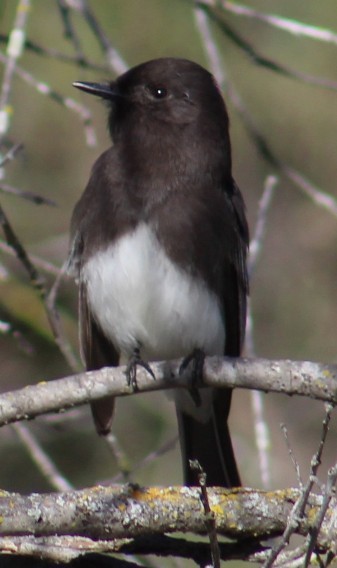 Mosquero Negro - ML647781448