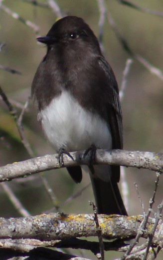 Mosquero Negro - ML647781449