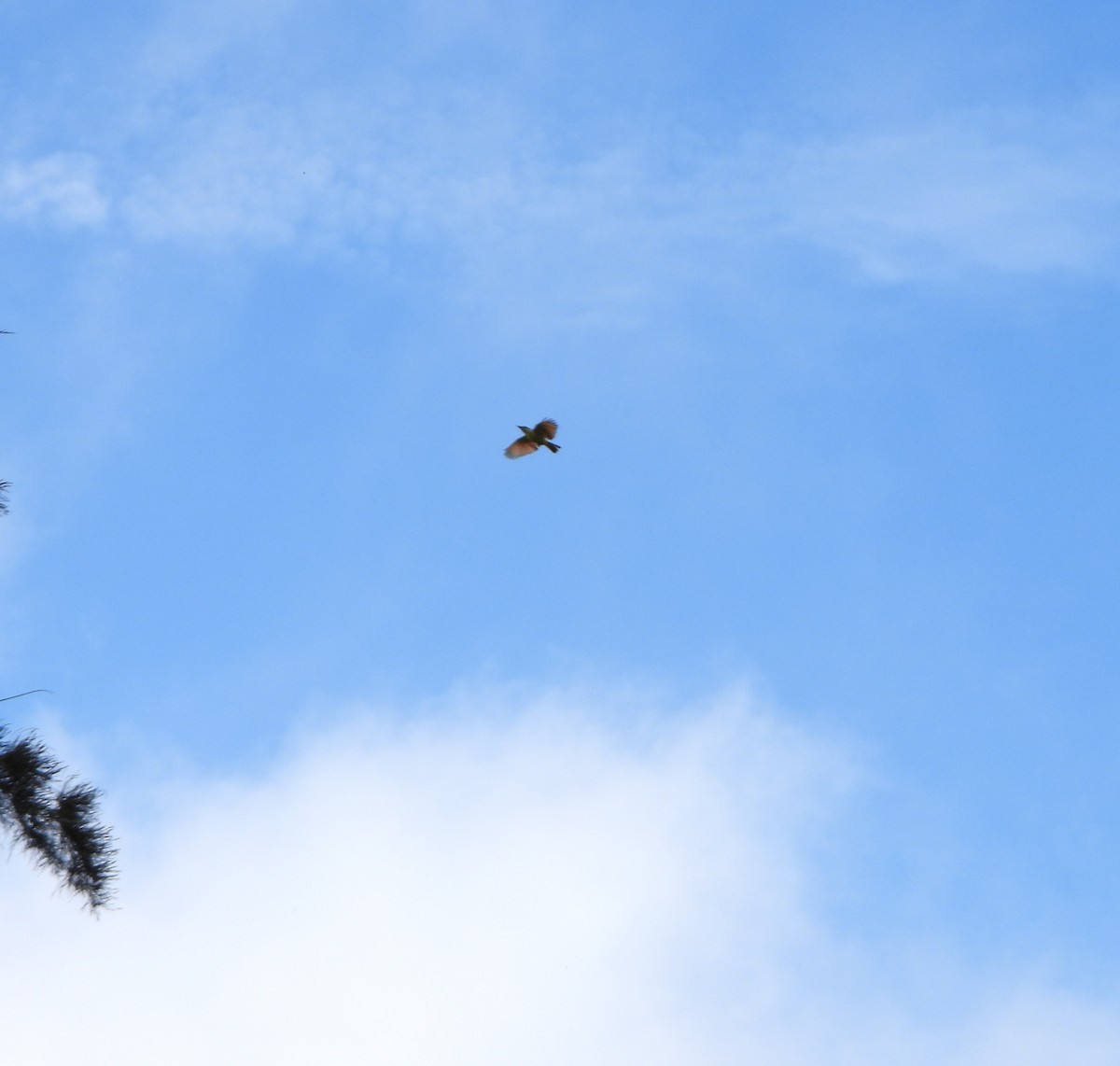 Bienteveo Común - ML647781452